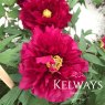 Paeonia x suffruticosa 'Rimpo' (S)