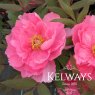 Paeonia x suffruticosa 'Yachiyo-tsubaki' (S)
