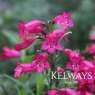 Penstemon 'Andenken an Friedrich Hahn' (9cm pot)