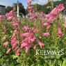 Penstemon 'Hewell Pink Bedder'