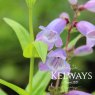 Penstemon 'Sour Grapes' (9cm pot)
