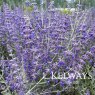 Salvia 'Blue Spire' (Pe)