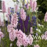 Bistorta officinalis 'Superba'