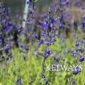 Salvia 'Bleu Armor' PBR
