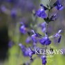 Salvia 'Bleu Armor' PBR