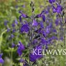 Salvia 'Bleu Armor' PBR