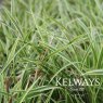 Carex 'Ice Dance' (v)