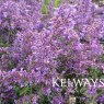 Nepeta racemosa 'Walker's Low'