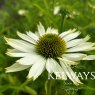 Echinacea purpurea 'Virginia' PBR (3 litre pot)