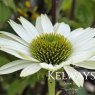 Echinacea purpurea 'Virginia' PBR (3 litre pot)