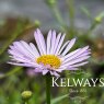 Erigeron karvinskianus 'Lavender Lady'