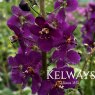 Verbascum phoeniceum 'Violetta'