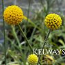 Craspedia globosa (1 litre pot)