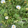 Cistus salviifolius (2 litre pot)