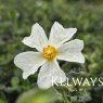 Cistus salviifolius (2 litre pot)