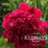 Paeonia lactiflora 'Inspecteur Lavergne'