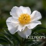 Paeonia lactiflora 'Krinkled White'