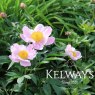 Paeonia 'Nymphe'
