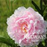 Paeonia lactiflora 'Sarah Bernhardt'