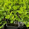 Lathyrus odoratus 'Incense Mixed' (9cm pot)